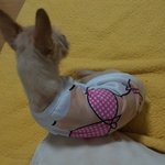 내가 키우는 강아지