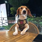 [급 임보처 급구] 로즈 /비글구조네트워크