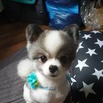 [강아지] 우리집 강아지 쿤이4