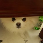 [또치<b>재희</b>동] 우리집 네마리 강아지들 7