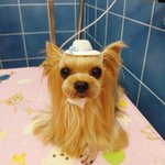 요크셔 치즈와 말티 <b>케익</b>이 소개해요~^^