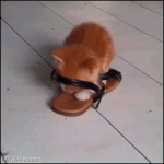 판올<b>때</b>마다 있<b>넹</b>..