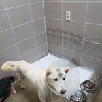 [강아지] 교통사고 <b>백구</b> 중기소식 입니다