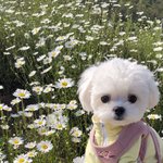 [댓글부탁해] 근데 판에 <b>피카소</b> ㄹㅇ개많지 않음??