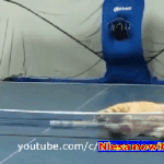 <b>탁구</b> 함 칠까