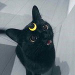 [조언부탁해] 트위터 영상 <b>화질</b>