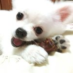 [강아지] 막둥이 보고가세요