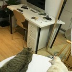 [댓글부탁해] 고양이 이름 뚱이랑 망고 어떰