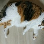 [댓글부탁해] 고양이 이름 <b>뚱이</b>vs 망고 추반
