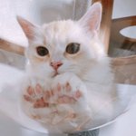나 테일즈런너하면서 ㅈㄴ나쁜짓함
