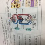 [댓글부탁해] <b>생명</b>과학 이거 어떤식으로 외워..?