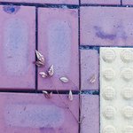 [꼭조언부탁] 혹시 <b>꽃집</b>하시는 분 계신가요?