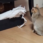 [강다니엘] 강다니엘공카글 - 혼나는 오리