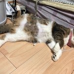 [고양이] 두부라는 아이에요7