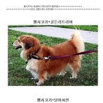 [드루와] <b>웰시</b>코기의 강력한 유전자