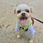 단지/말티즈/<b>남아</b>(중성화완료)/5살/2.5kg 손길이 아직은 어색한...