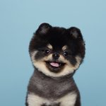 [강아지] 행복한 강아지 겨울쓰(블랙탄포메라니안)