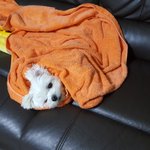 [강아지] 말티즈 <b>송이</b> 이야기
