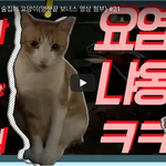 [고양이] 부산 온천장 술집 <b>요염</b>한 고양이.귀엽