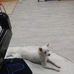 [댓글부탁해] 강아지를 길에서 주웠어요