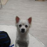 [이것좀봐줘] 강아지를주웠어요