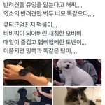 [EXO] 엑소 반려<b>동물</b>들 ㄹㅇ 주인닮음ㅋㅋㅋㅋㅋㅋ