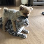 선배 한명하고만 친해질<b>수</b>있다면 <b>추반</b>