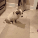 [방탄소년단] 방탄이 만약 <b>댕댕이</b> 였다면