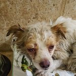 [강아지] 학대당하고 <b>봉지</b>에 싸여 버려졌던 초롱이