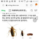 [조언부탁] 우리집 <b>바퀴</b> 어떡해?;;;