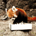 [방탄소년단] 방탄이 만약 렛서<b>팬더</b>였다면