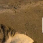 [댓글부탁해] 고양이 이름 <b>라떼</b>vs두리 추반