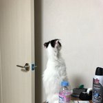 [고양이] <b>빵꾸</b> 보고 가세요