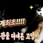 [고양이] 진상<b>집사</b>가 영화관에 고양이 데려옴