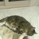 [댓글부탁해] ㅠㅠ단풍이랑 릴풍이<b>가태</b>ㅠㅠ