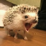 [댓글부탁해] 이새끼 <b>발악</b>하는 꼬라지봐라 ㅋㅋ