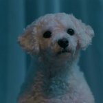 [댓글부탁해] 강아지의 꼬리 <b>shake</b>!!!!!