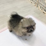 [강아지] 앙앙짖는 <b>포메</b> 피치에요