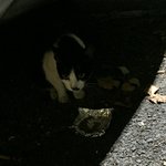 우리 나옹이를 소개합니다^^