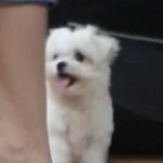 우리<b>집</b> 개 <b>이</b> 새벽에 <b>집</b> 잘도 돌아다닌다