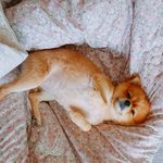 울<b>집</b> 심폭유발 댕댕이 <b>두</b>마리