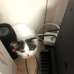 [고양이] <b>빵꾸</b> 꾹꾹이 보고 가세요