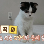 [고양이] 고양이 꾹꾹이 영상