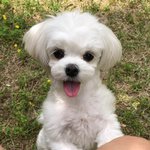 [강아지] 우리집 강아지 너무 귀여워서 못 참고 자랑하는 글