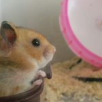 [댓글부탁해] 울집 햄스터 너무 <b>아련</b>해