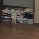 [댓글부탁해] 너네 판 <b>한지</b> 얼마나 됨?