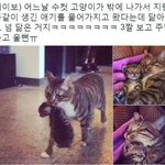 [댓글부탁해] 웃음<b>지뢰</b>짤 올리자