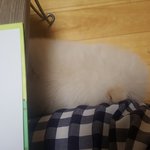 [강아지] 우리집 <b>댕댕이</b> 자는모습