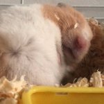 +)우리<b>햄스터</b>가 그렇게 뚱뚱하냐???