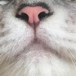 [ㅈㄱㄴ] 인터넷에 있는 고양이 얘기 다 틀림 진짜
